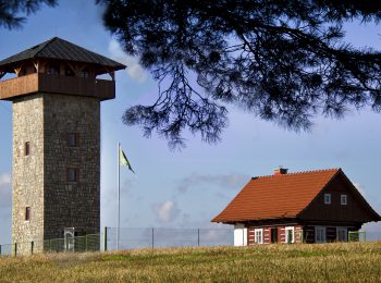 U borovice (2) U borovice (2)