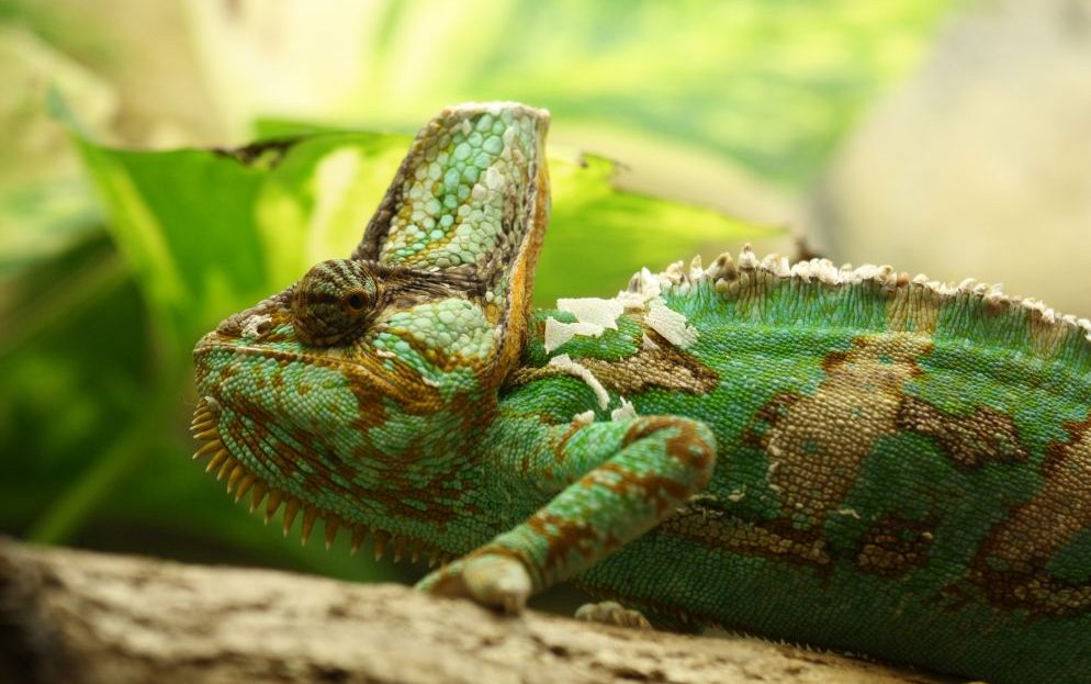 Zoo Liberec