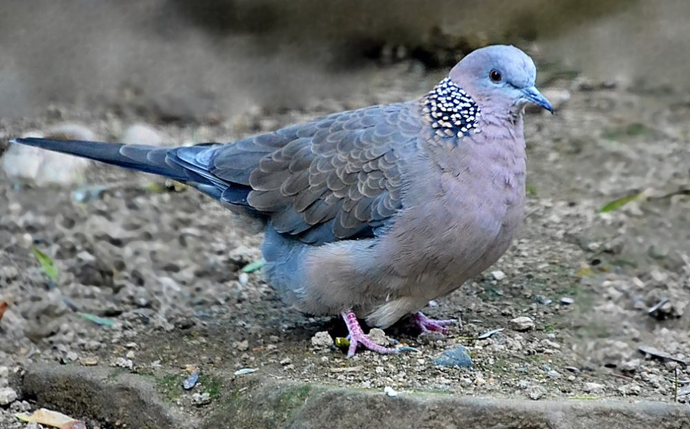 Zoo Liberec