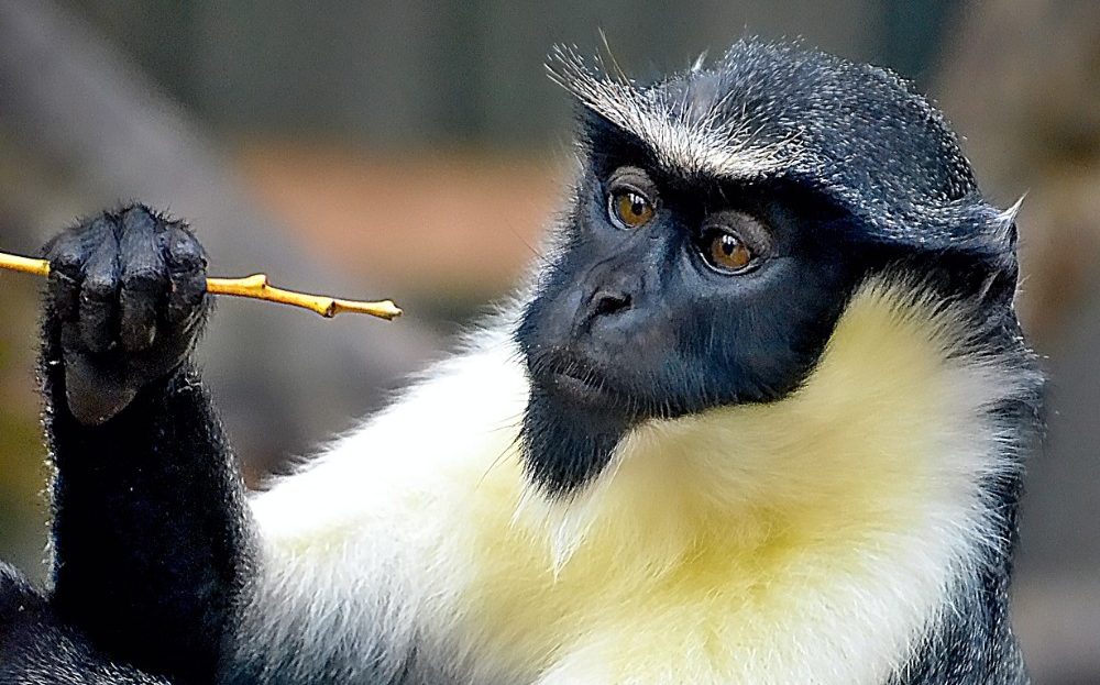 Zoo Liberec