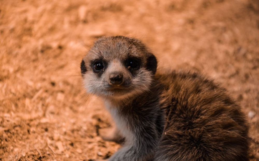 Zoo Liberec