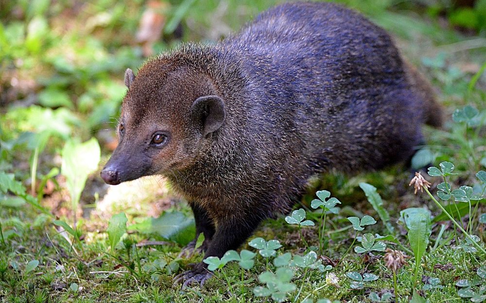 Zoo Liberec