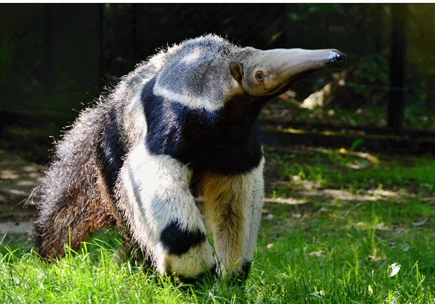Zoo Liberec