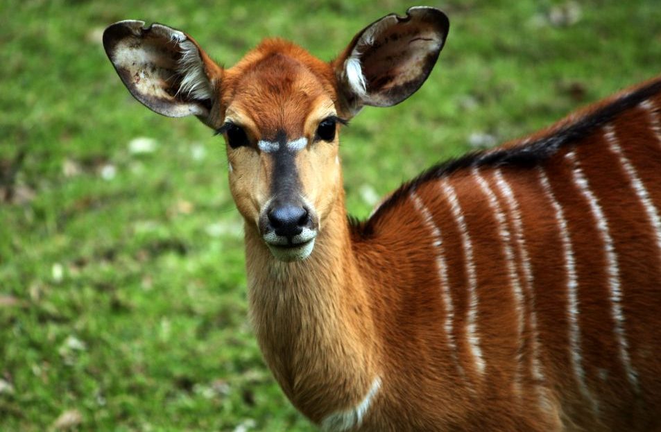 Zoo Liberec