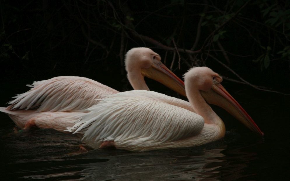 Zoo Liberec