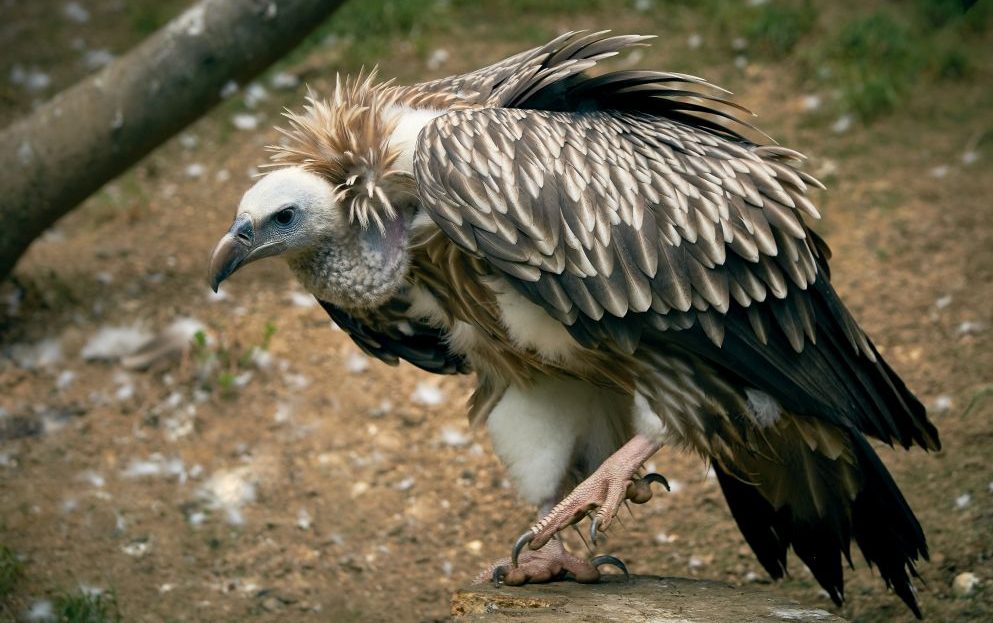 Zoo Liberec