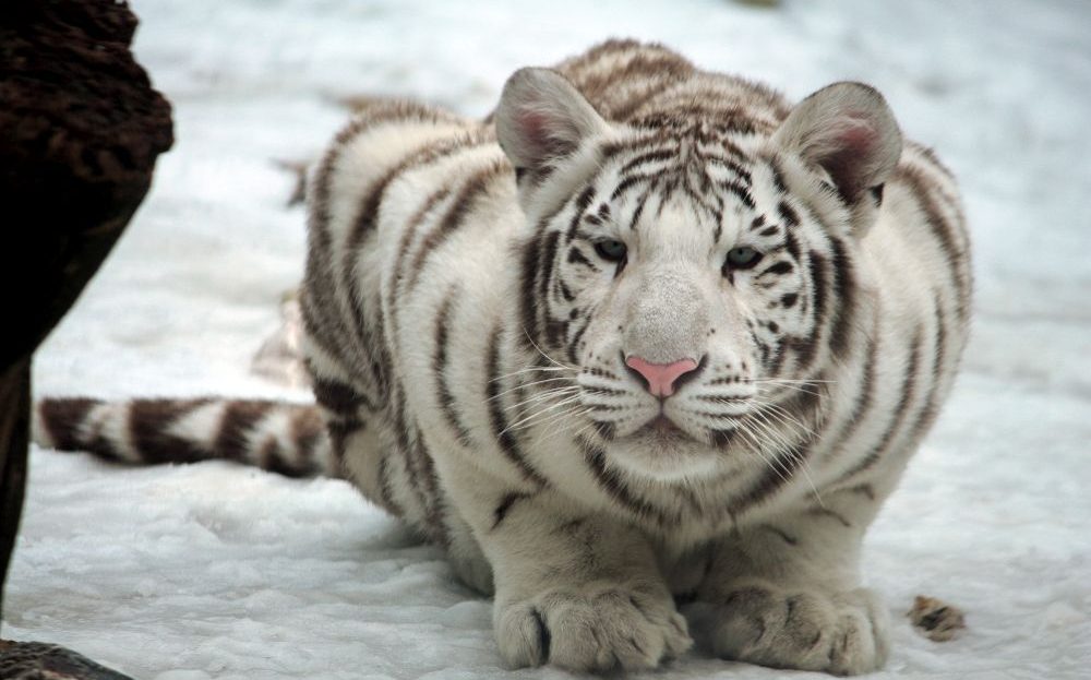 Zoo Liberec