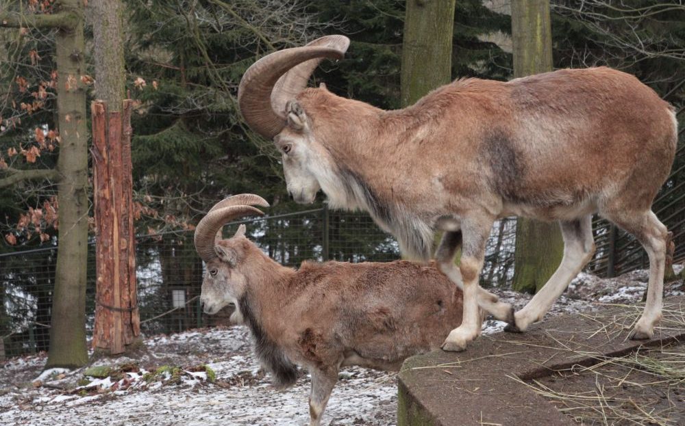 Zoo Liberec